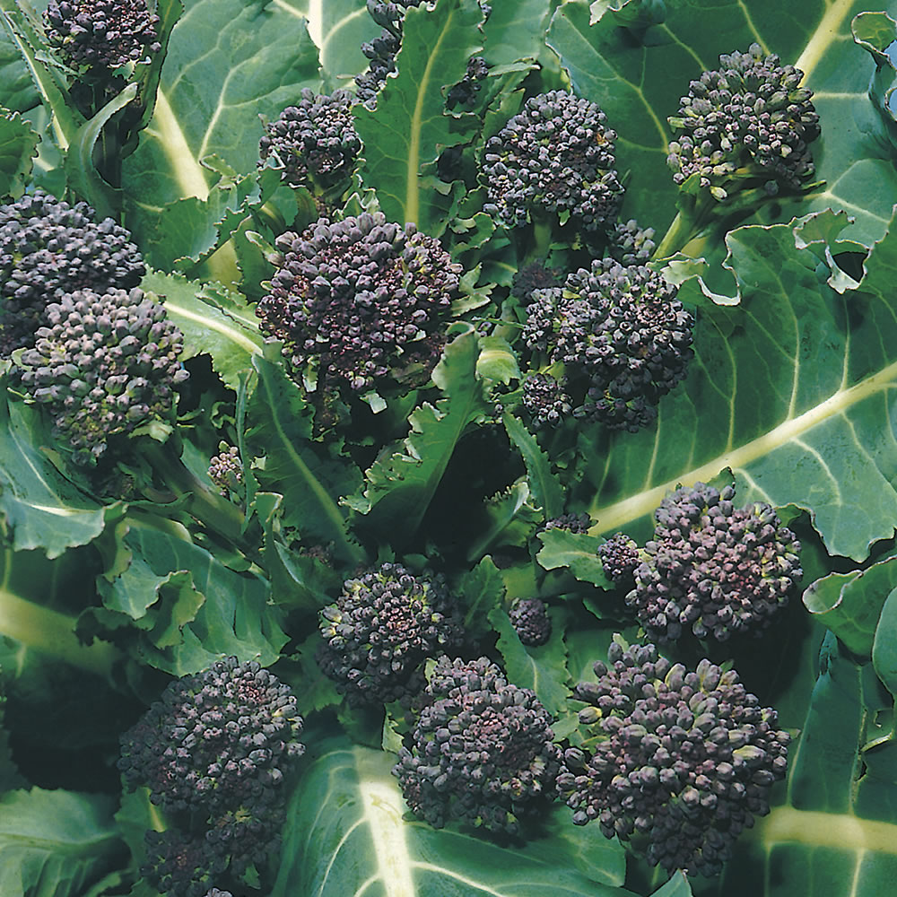 Wilko Broccoli Early Purple Sprouting Seeds Image 1