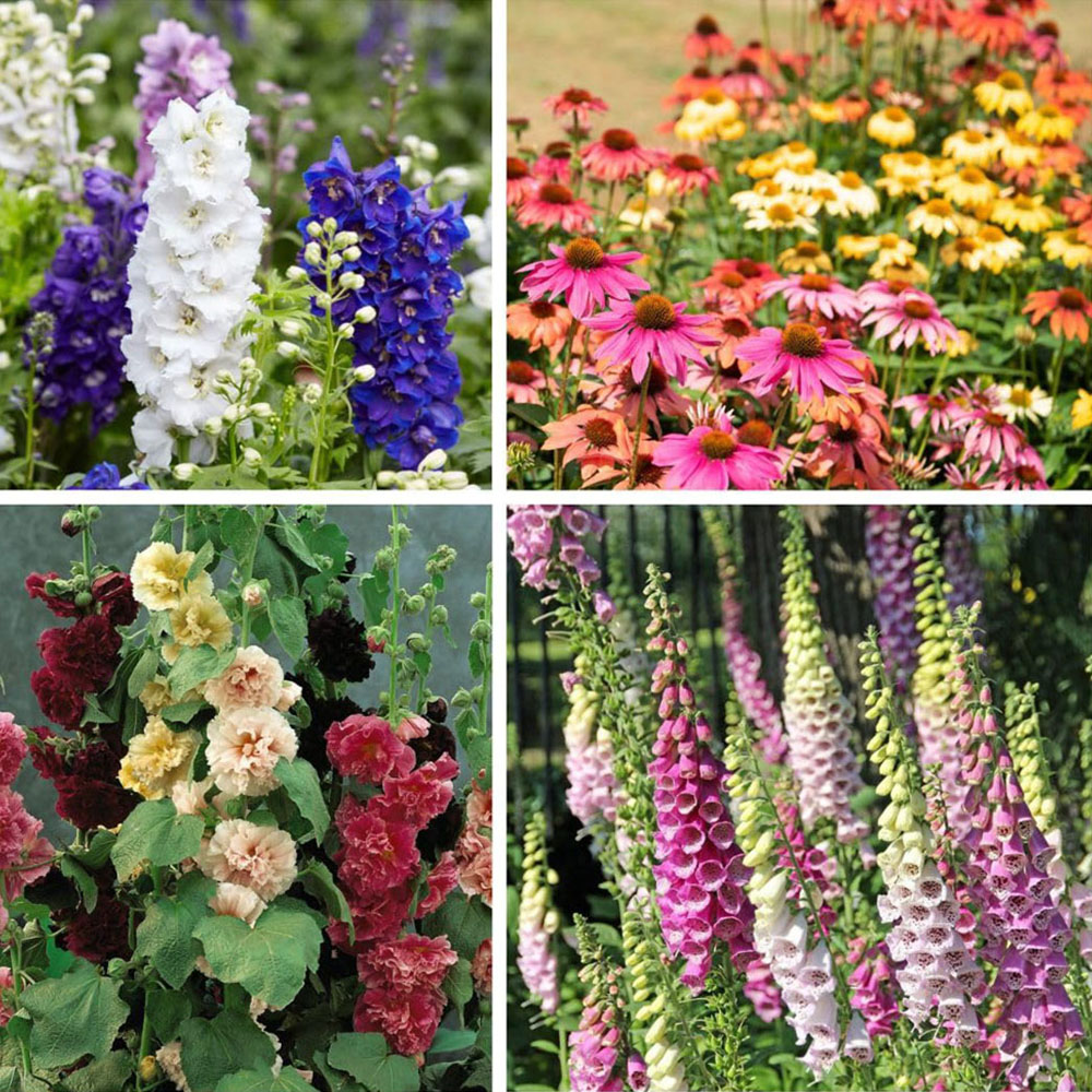 Thompson and Morgan Ultimate Autumn Planting Perennial Collection Garden Ready Plant 60 Pack Image 1
