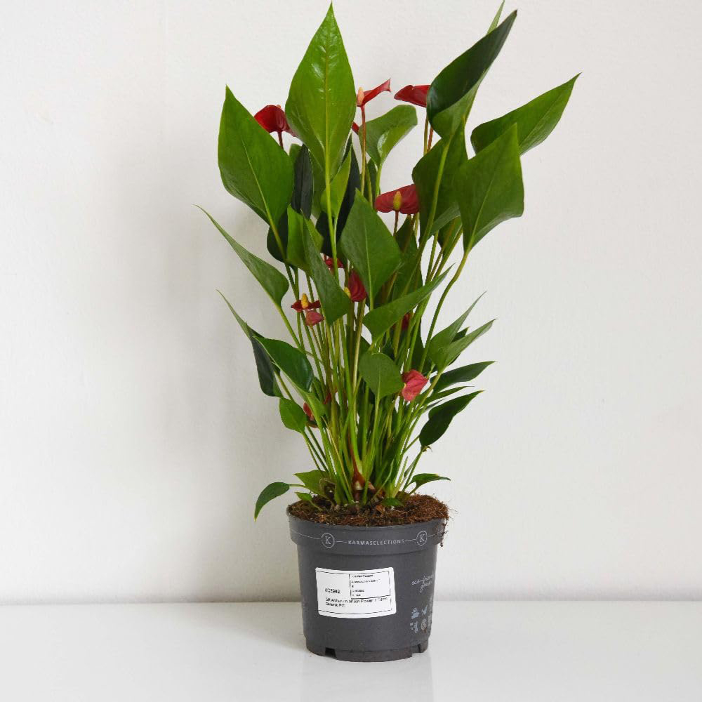 Thompson and Morgan Anthurium Million Flower in Ceramic Plant Pot 18cm 2 Pack Image 3