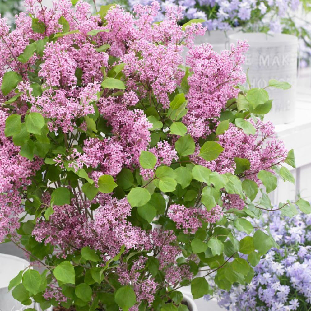 Thompson and Morgan Syringa meyeri Flowerfesta Pink Plant Pot 3L 2 Pack Image 3