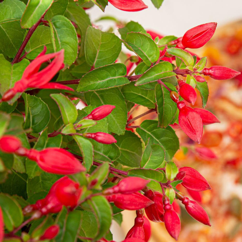 Thompson and Morgan Fuchsia Hardy Chilli Red Plant Pot 3L Image 1