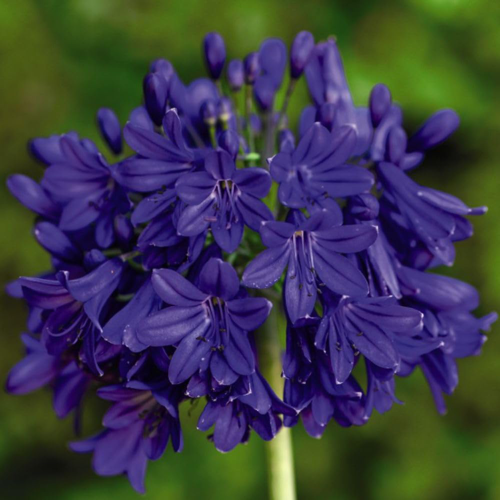 Thompson and Morgan Agapanthus Flower of Love Plant Pot 3L Image 1