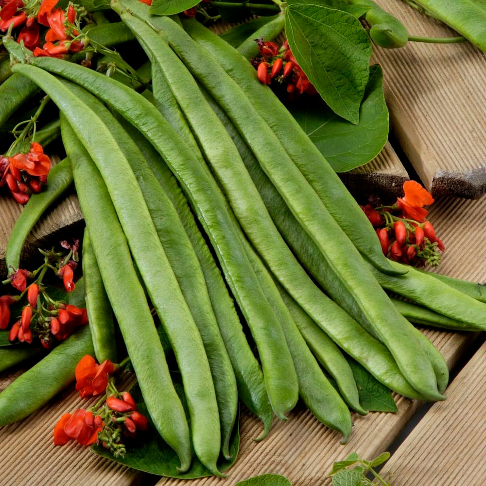 Thompson & Morgan Runner Bean Scarlet Empire Seeds Image 1
