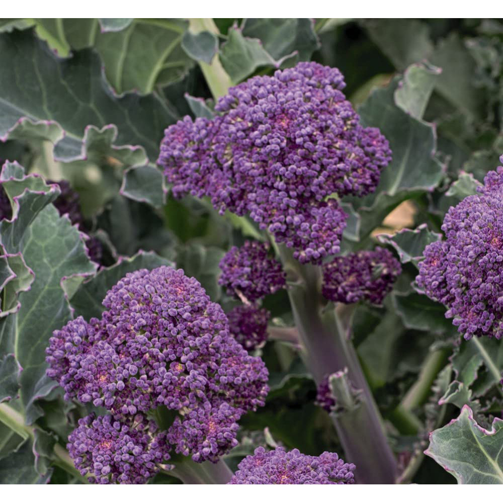 Thompson and Morgan Broccoli Sprouting Summer Purple Seeds Image 2
