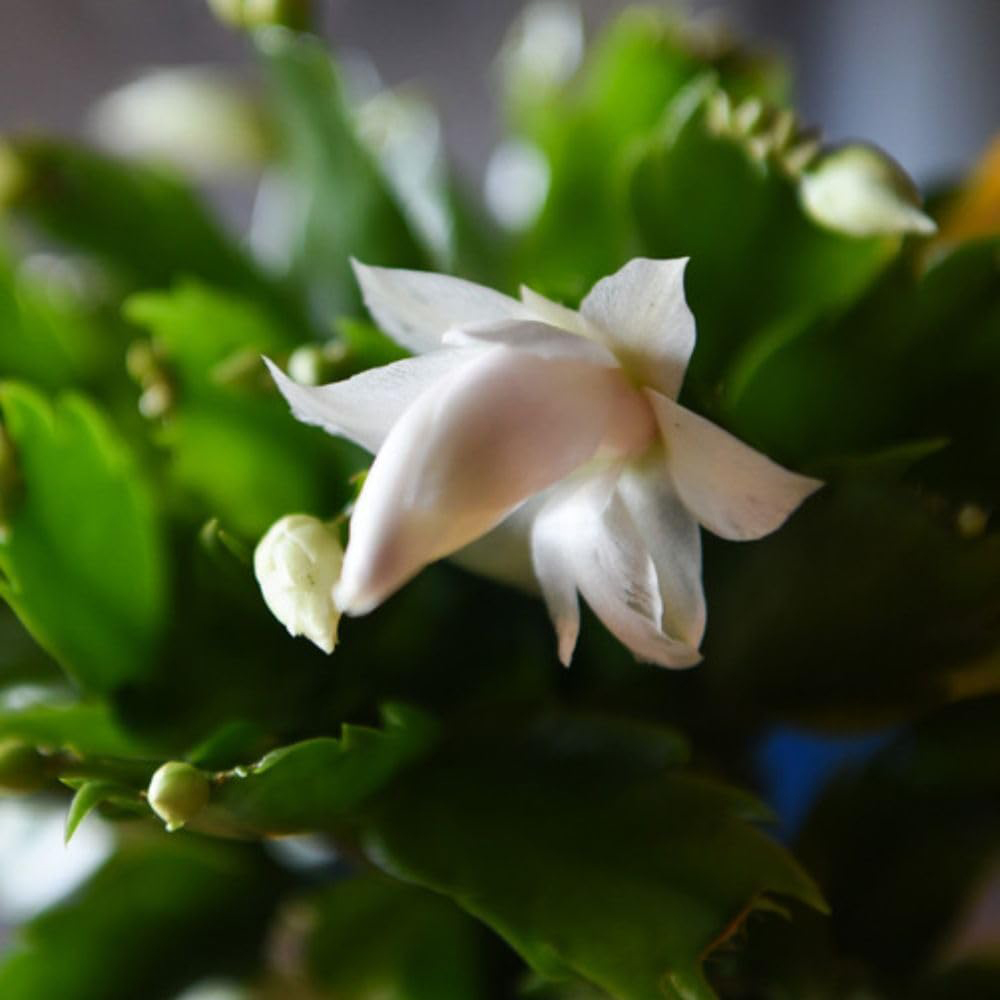 Thompson and Morgan Christmas Gift Cactus White Salvado Plant Pot 12cm Image 4