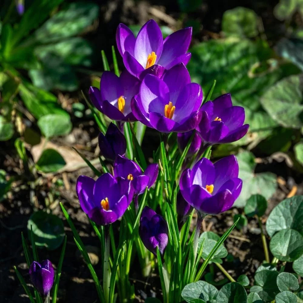 Thompson and Morgan Crocus Ruby Giant Planting Bulb 80 Pack Image 2