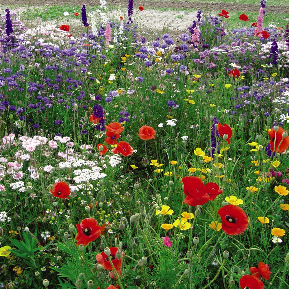 Thompson and Morgan Annual and Perennial Garden Flower Mix Scatter Pack Image 2