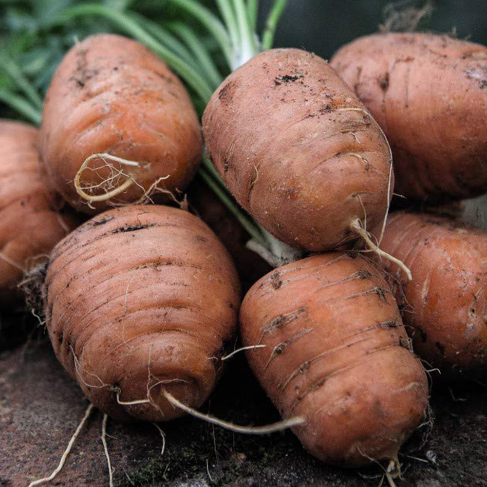 Thompson & Morgan Carrot Paris Market Atlas Seeds Image 1