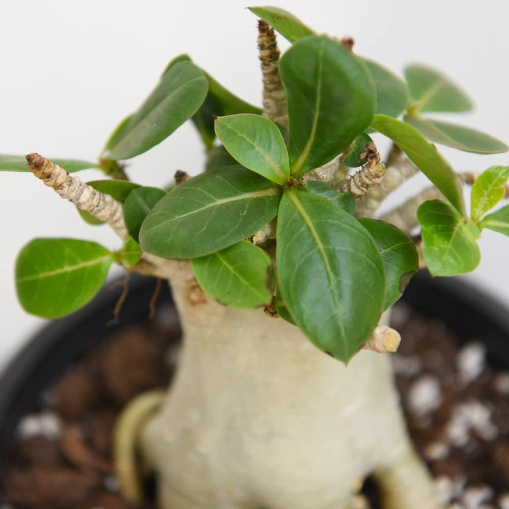 Thompson & Morgan Adenium NB Ansu Baobab Potted Plant 15cm Image 3