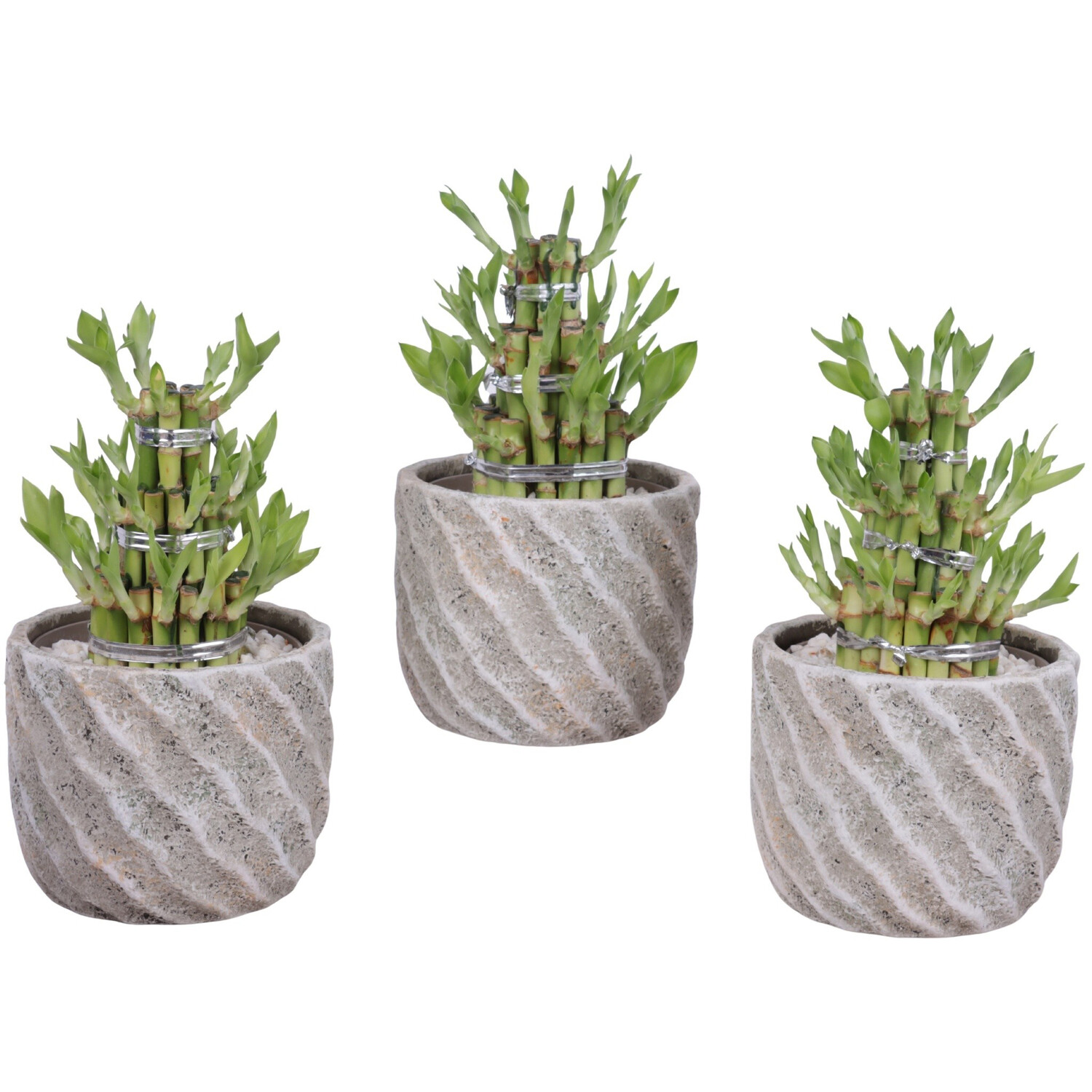 Specialist Houseplant Mix Image 3