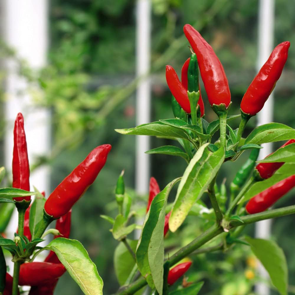 Chilli Morgan Thompson & Morgan Chilli Pepper Tabasco 10 Seeds Packet | Wilko