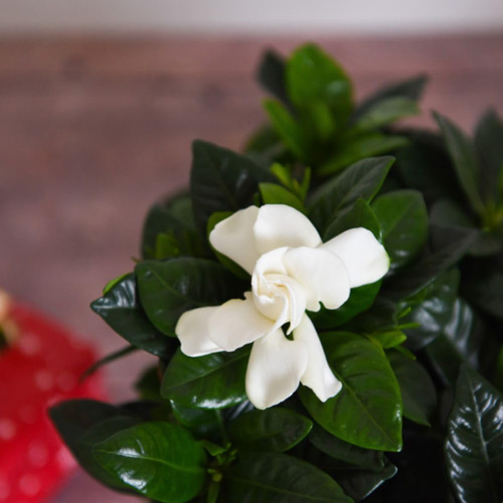 Thompson and Morgan Christmas Gift Gardenia Snowball Plant Pot 13cm Image 7