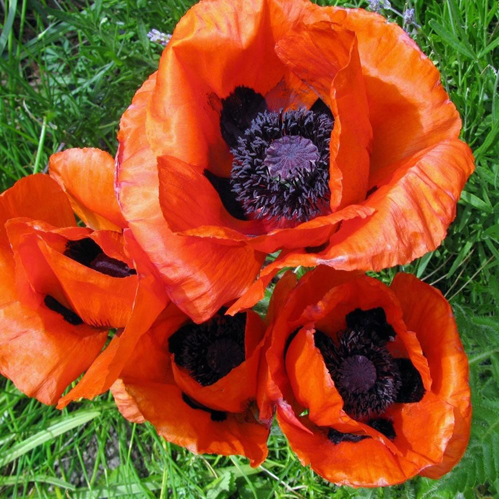 Thompson & Morgan Poppy Oriental Collection Bare Root 8 Pack Image 2