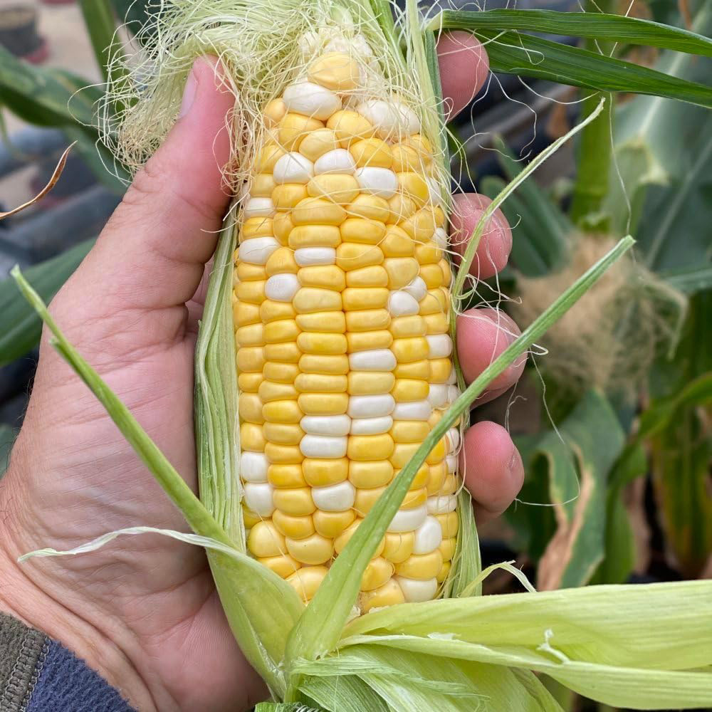 Thompson & Morgan Sweetcorn Pot of Gold F1 20 Seeds Packet Image 3