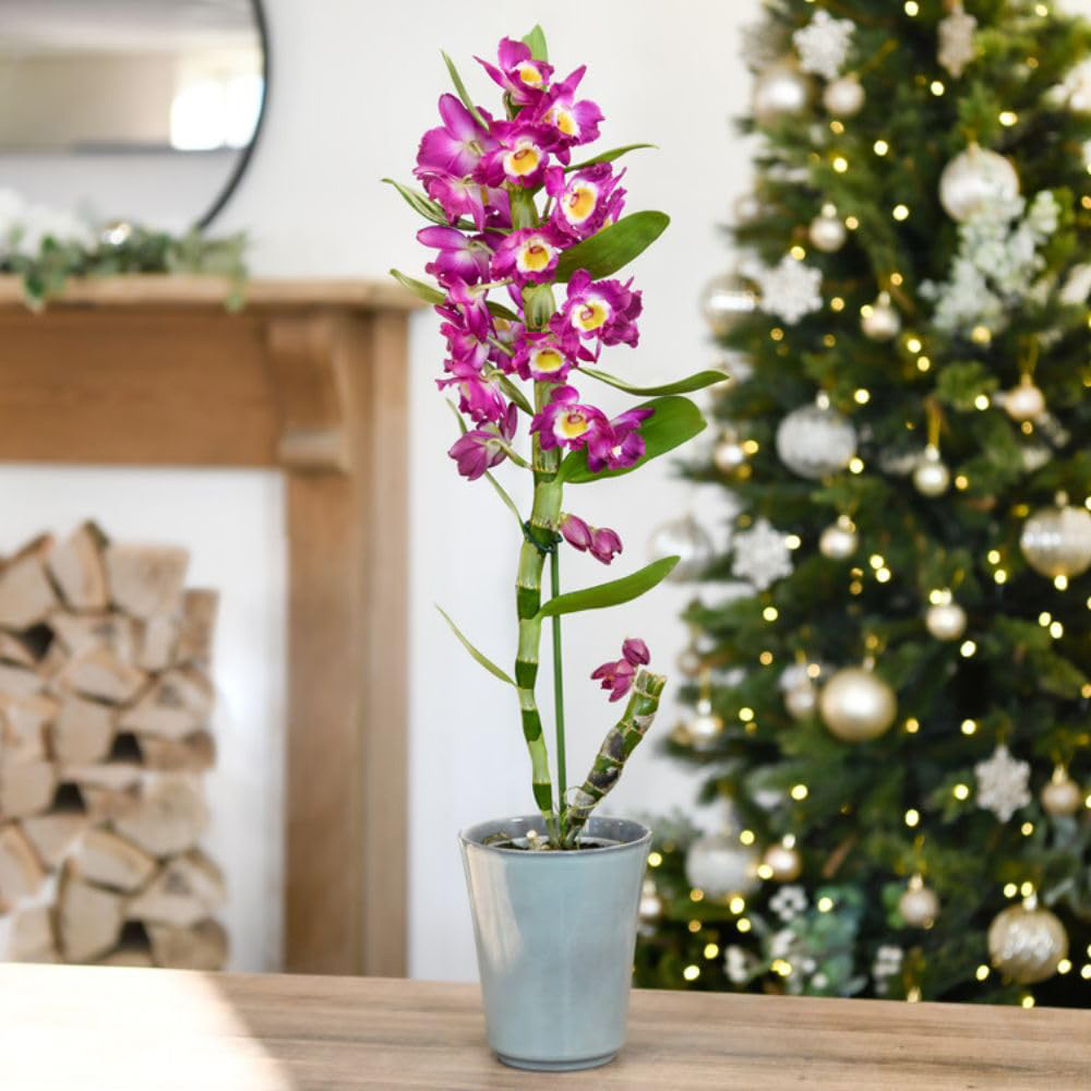 Thompson and Morgan Christmas Gift Orchid Scented Star Class Lilac Plant in Zinc Pot 12cm Image 1
