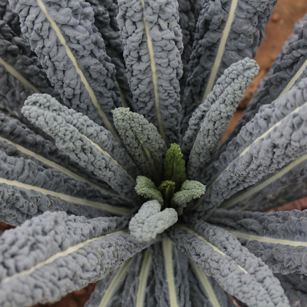 Thompson and Morgan Kale Brassica Oleracea Acephala Cobra F1 Seed Packet Image 2