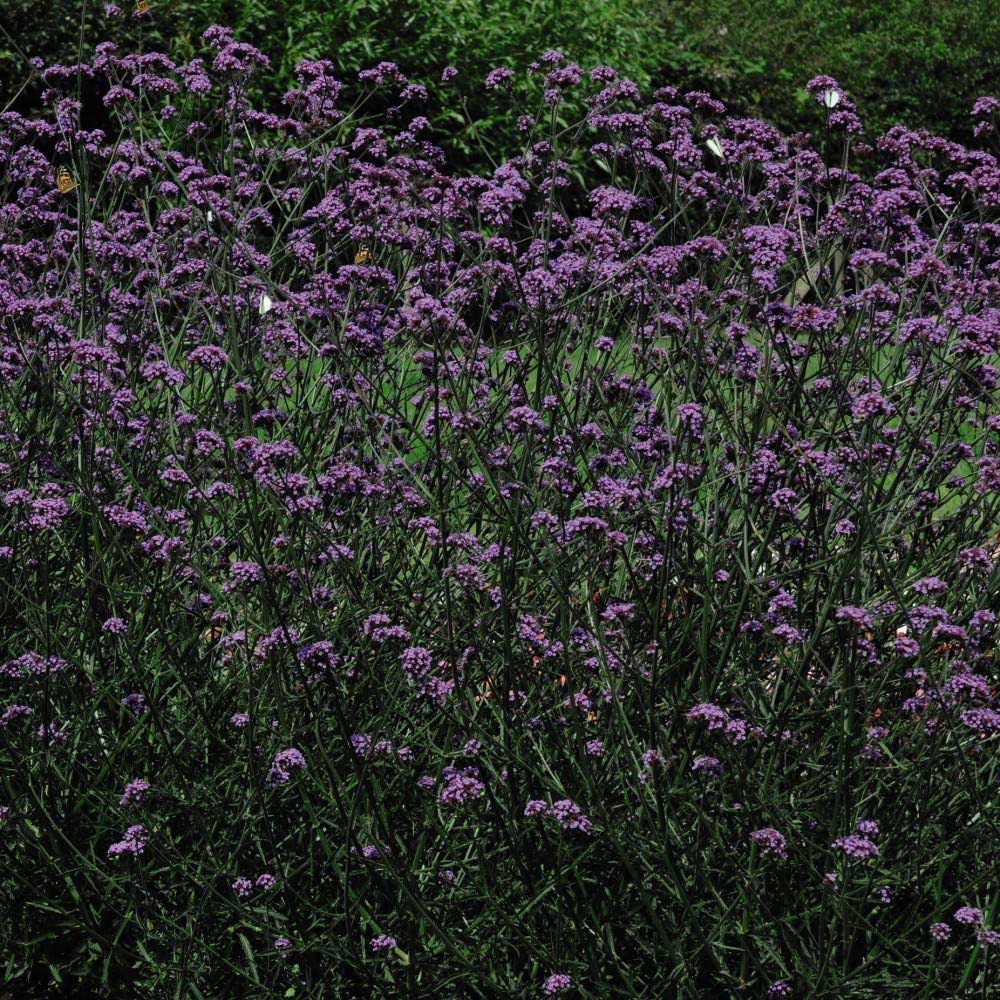 Thompson and Morgan Verbena Buenos Aires Plant Plug 72 Pack Image 3