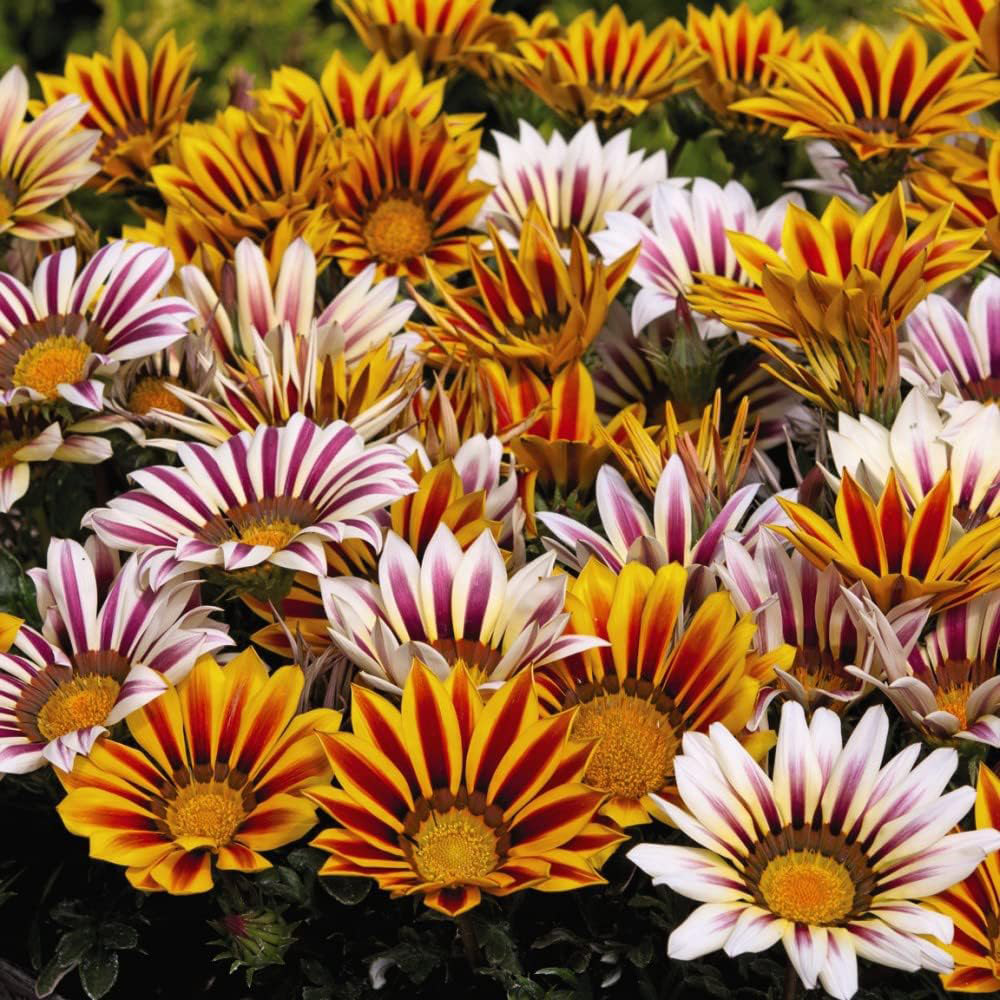 Thompson and Morgan Nurserymans Choice Annual Bedding Mixed Plant Plugs 6 Pack Image 5