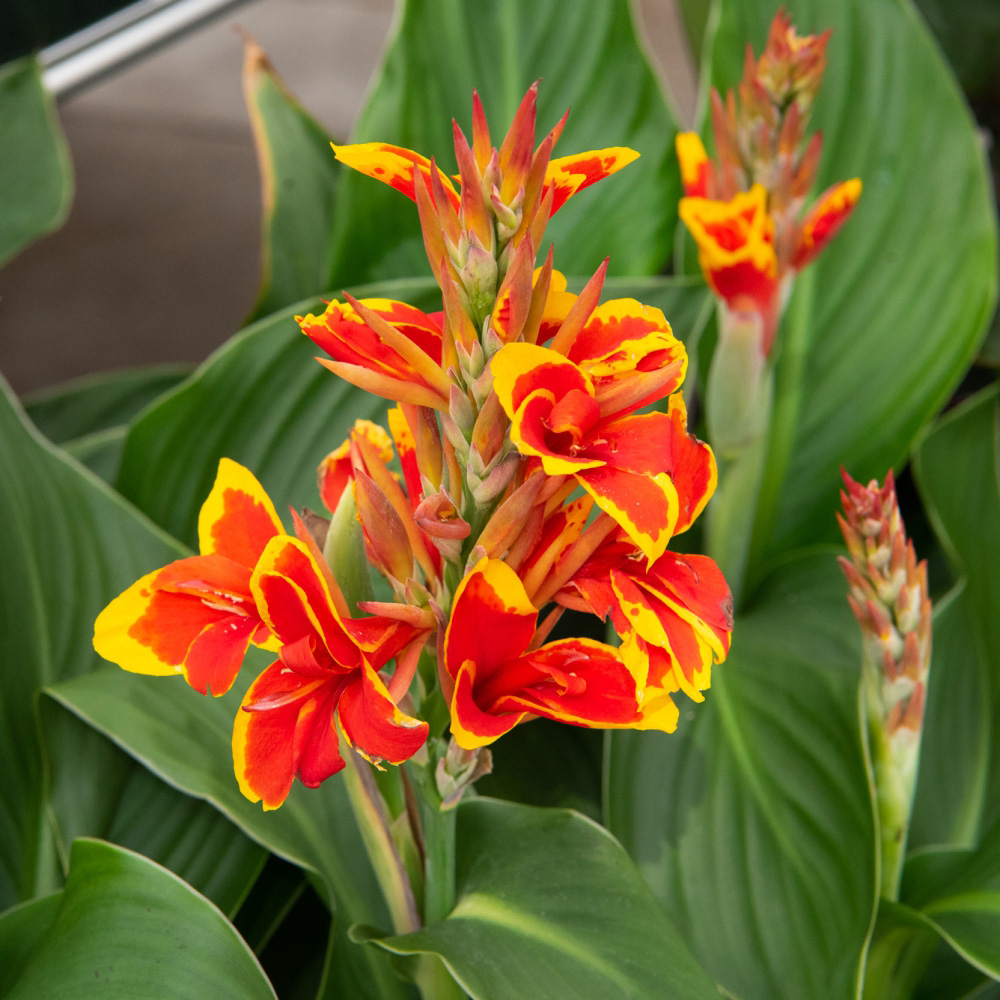 Thompson and Morgan Canna Cannova Trio Plant Pot 9cm 3 Pack Image 2