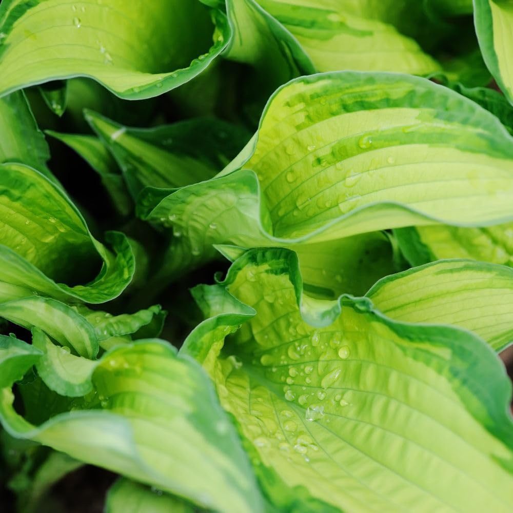 Thompson and Morgan Hosta Hybrid Great Expectations Plant Pot 9cm Image