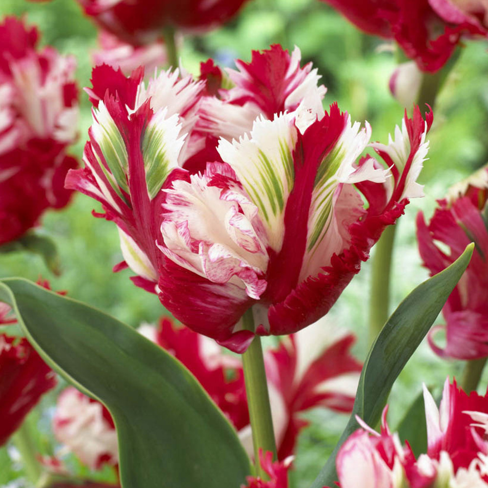 wilko Tulip Estella Rijnveld Planting Bulb 30 Pack Image 1