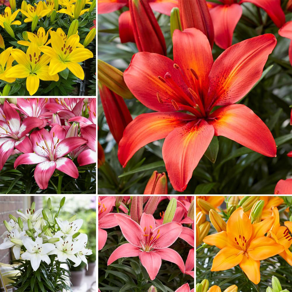 Thompson and Morgan Lily Summer Fun Collection Planting Bulb 18 Pack Image 1