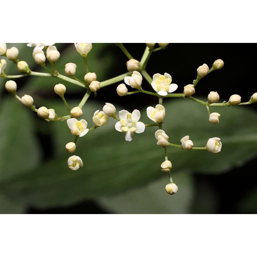 Inspirational Gifting Elder Bare Root Hedge Plant Sapling 2-3ft 10 Pack Image 3