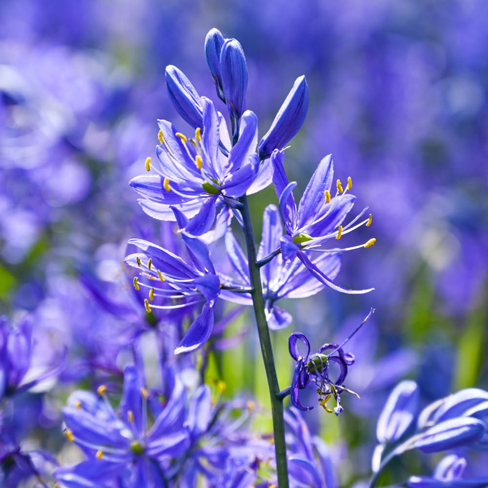 YouGarden Camassia Quamash Planting Bulb 50 Pack Image 2