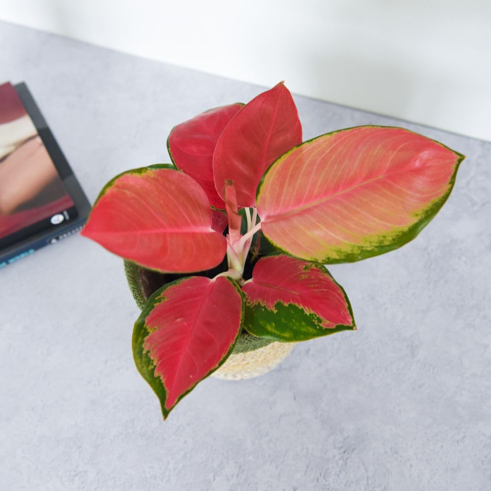 Thompson & Morgan Aglaonema Orange Star 12cm Potted Plant 2 Pack Image 4