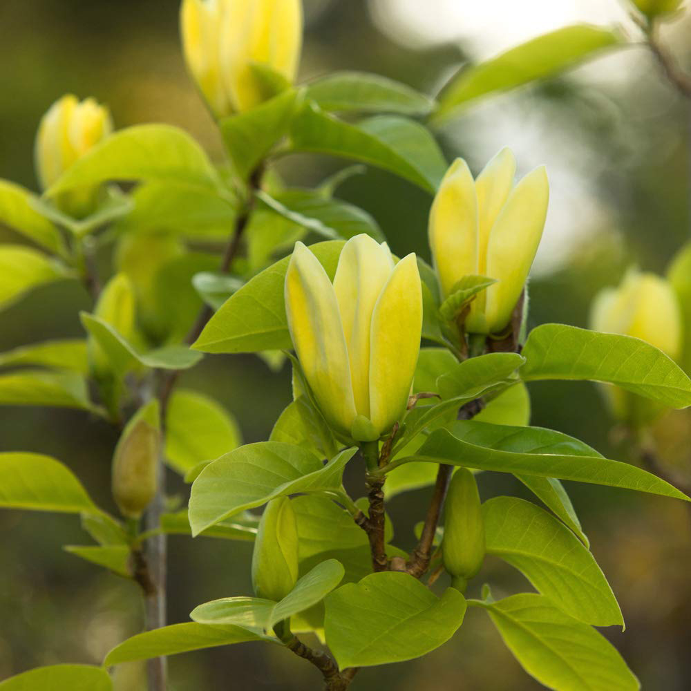 Thompson and Morgan Standard Magnolia Yellow Bird Grafted Bare Root Image 5