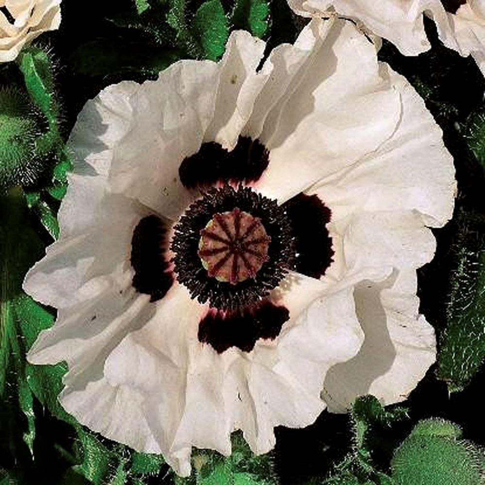 Thompson & Morgan Poppy Oriental Collection Bare Root 8 Pack Image 4