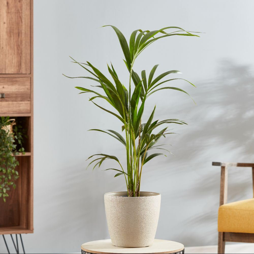 Thompson and Morgan Kentia Palm Howea Forsteriana Plant Pot 24cm Image 3
