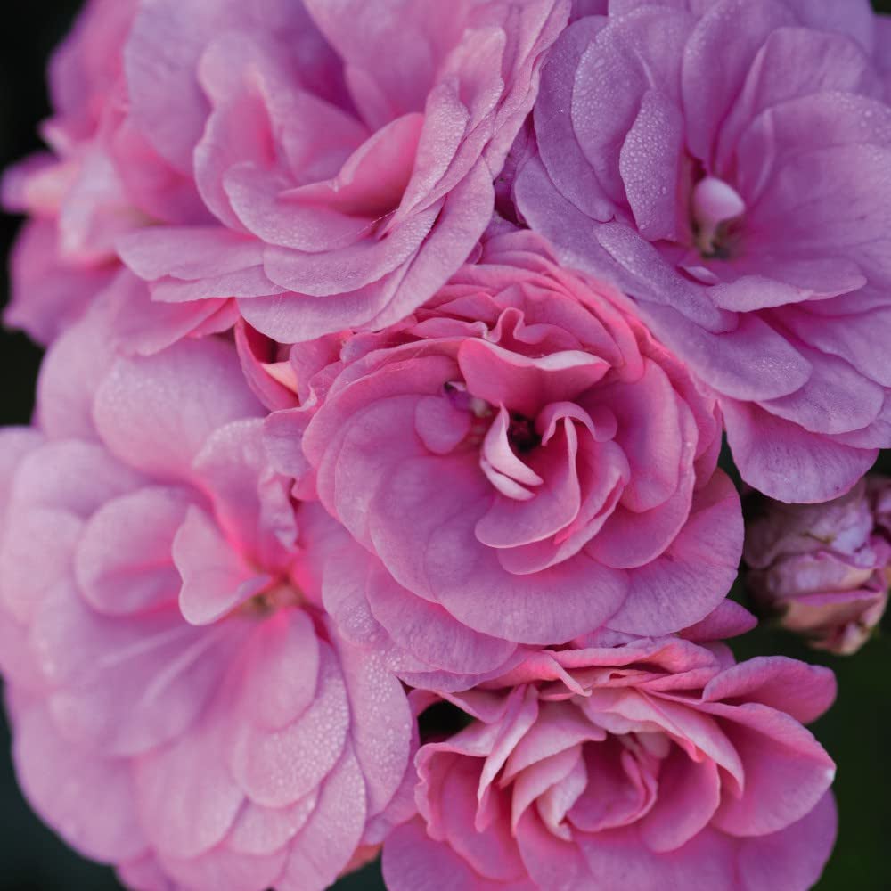 Thompson and Morgan Nurserymans Choice Geranium Jumbo Plant Plugs 20 Pack Image 6