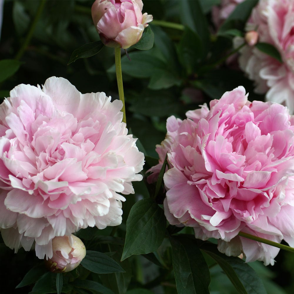 Thompson and Morgan Paeonia Double Pink Plant Pot 9cm Image 2