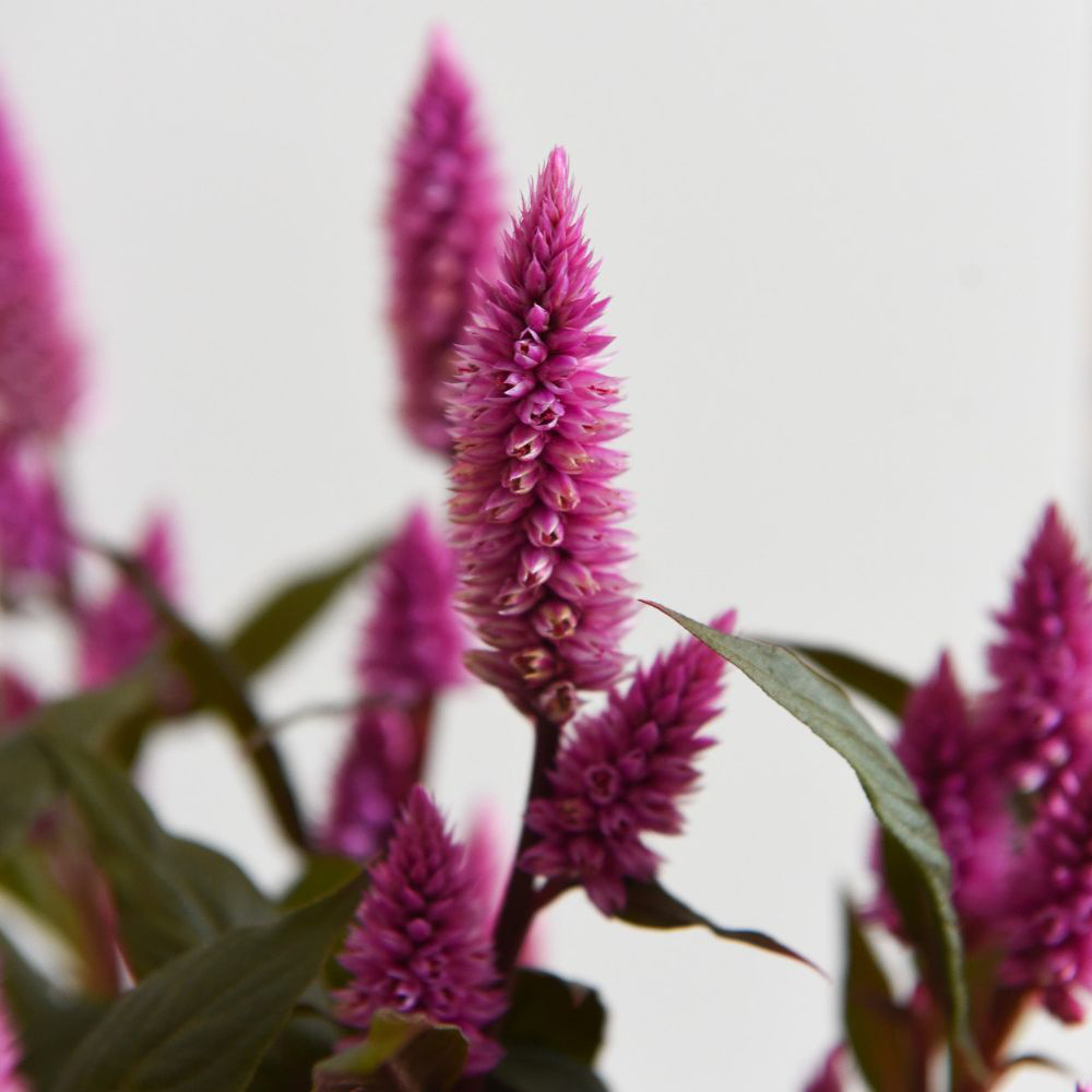 Thompson and Morgan Celosia Hot Topic Mix Potted Plant 2cm Image 3