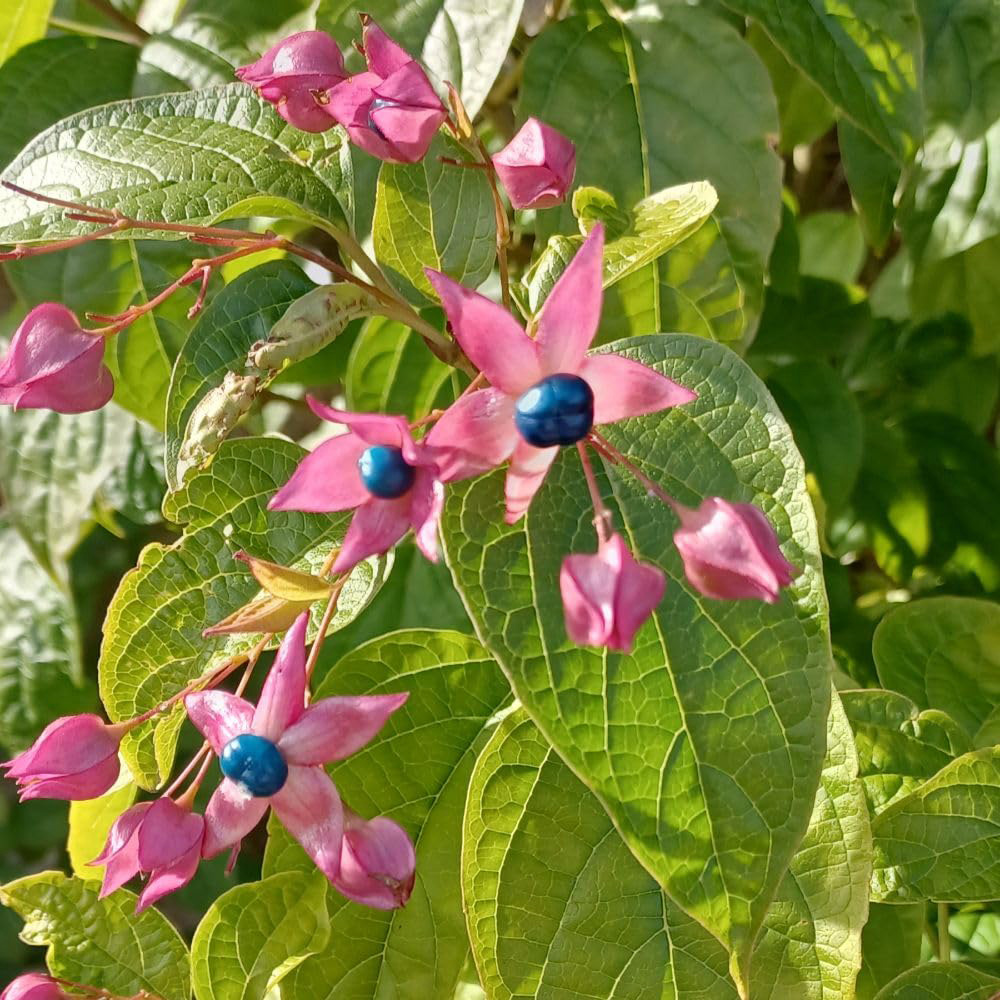 Thompson and Morgan Clerodendrum Trichotomum Plant Pot 25L Image 1