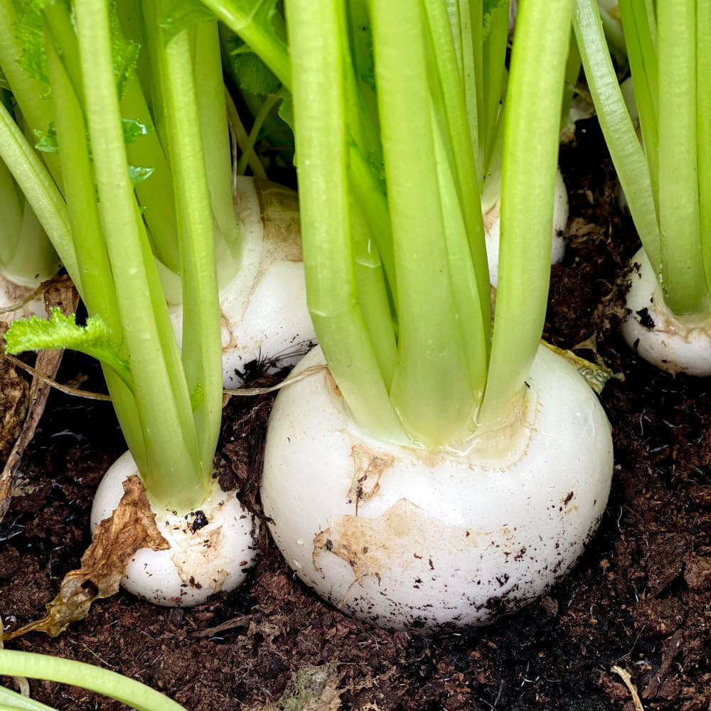 Thompson and Morgan Turnip Silky Sweet F1 Seeds Image 2