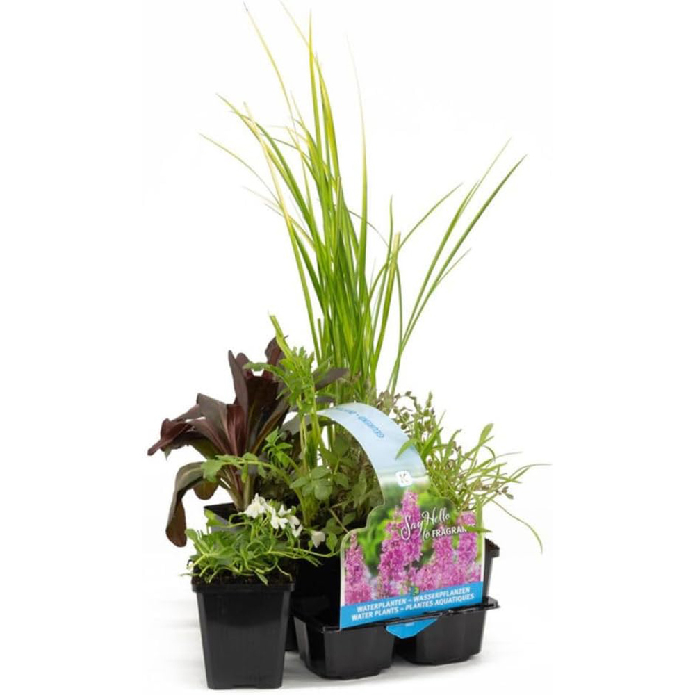 Thompson and Morgan Fragrant Aquatic Plant Pot Collection 6 Pack Image
