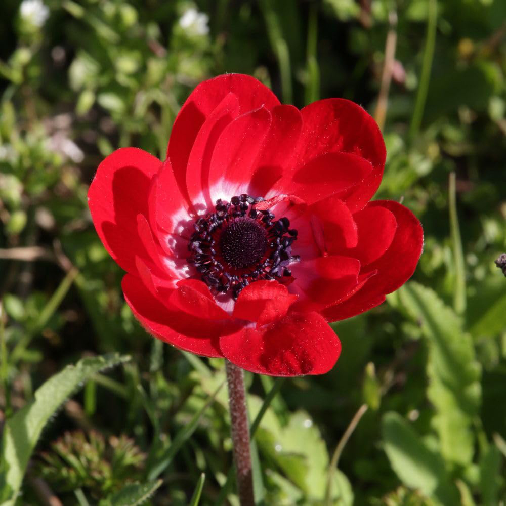 Thompson and Morgan Anemone Rainbow Collection Planting Bulb 350 Pack Image 5