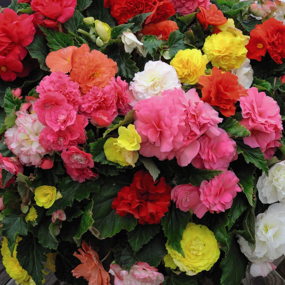 Thompson and Morgan Begonia Nonstop Mixed Garden Ready Plant 15 Pack Image 1