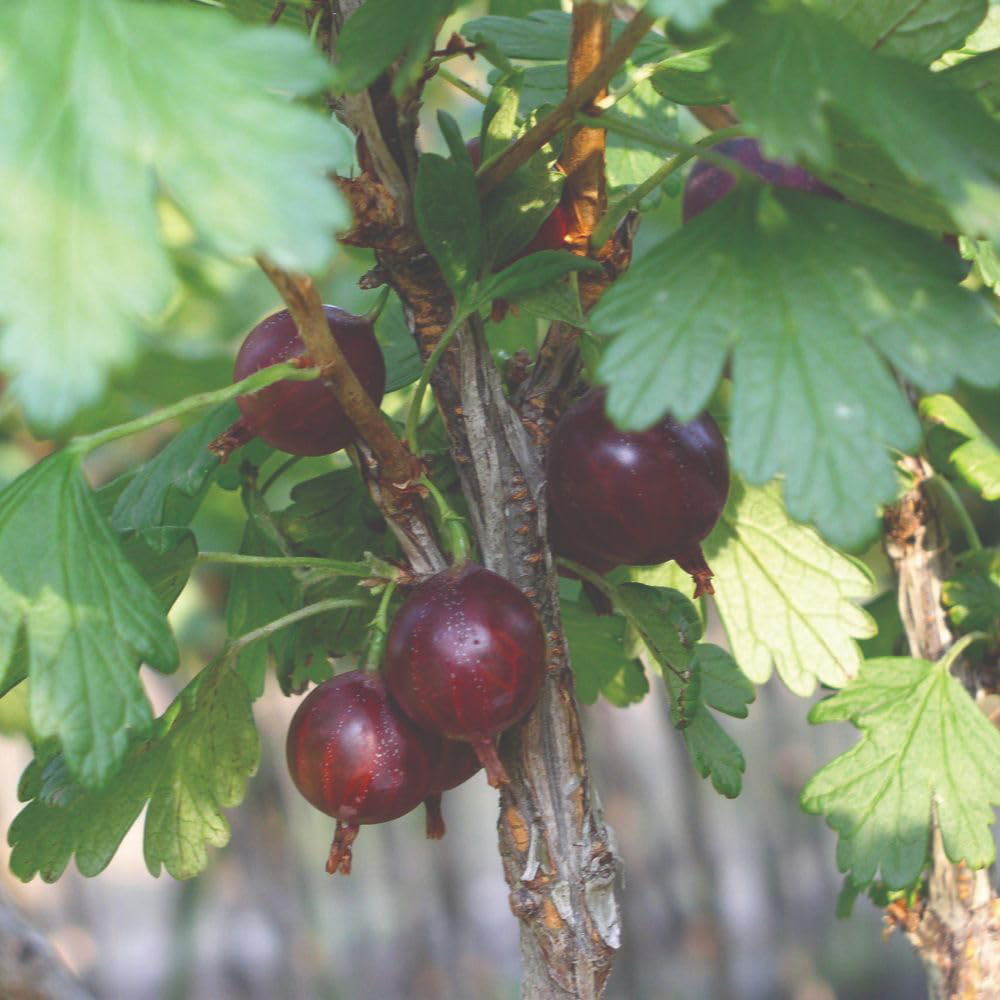 Thompson and Morgan Gooseberry Ribes Uvacrispa Captivator Plant Pot 2L 2 Pack Image 3