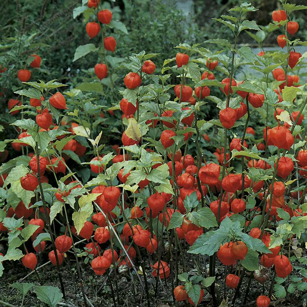 Wilko Chinese Lanterns Physalis Alkekengi Seeds Image 1