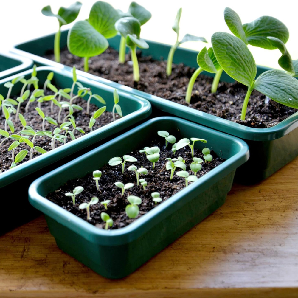Garden Gear Full Sized Seed Tray with Propagator Lid 5 Pack Image 2