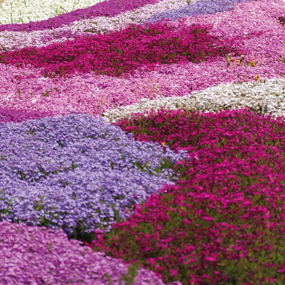 Thompson and Morgan Creeping Phlox Collection 2023 Ground Cover Perennial 20 Postiplugs Image 1
