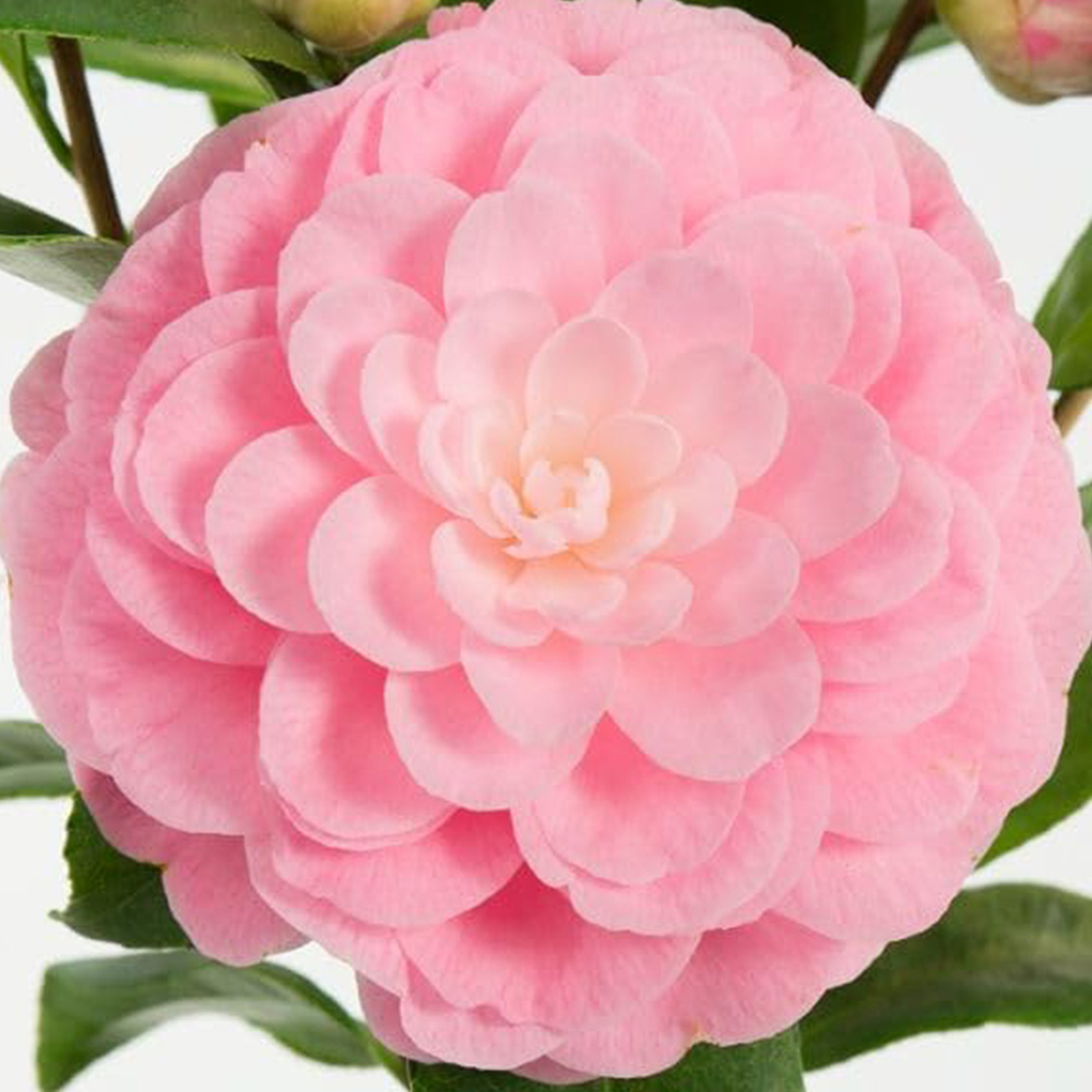 Thompson and Morgan Camellia Japonica Virginia Franco Plant Pot 3L Image 1