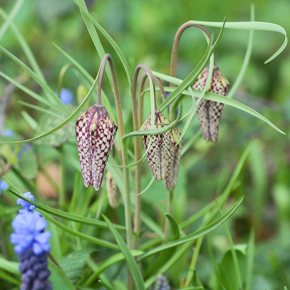 Thompson and Morgan Fritillaria Meleagris Mix Autumn Planting Bulb 40 Pack Image 5
