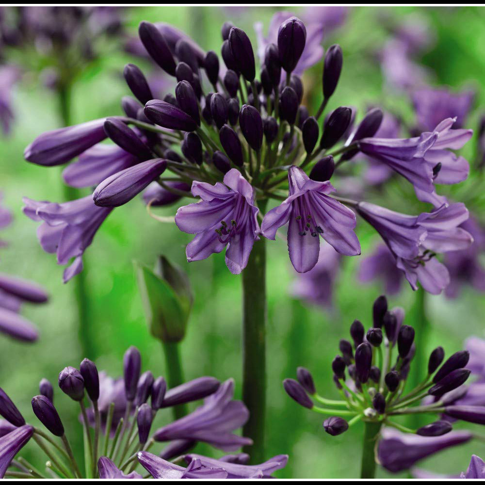 Thompson and Morgan Agapanthus Poppin Purple Plant Pot 9cm 3 Pack Image 2