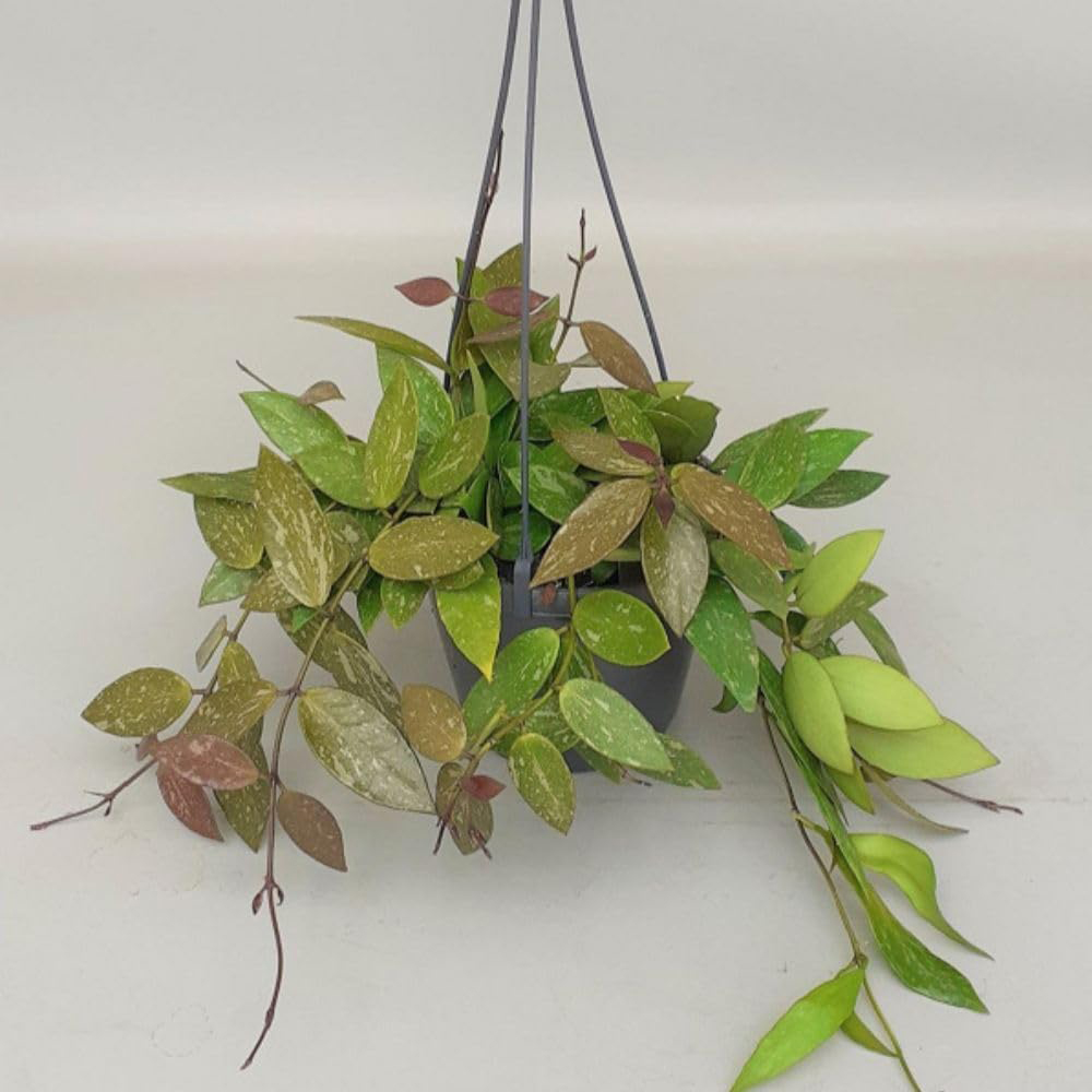 Thompson & Morgan Hoya Gracilis Plant in Hanging Basket 14cm 2 Pack Image 1