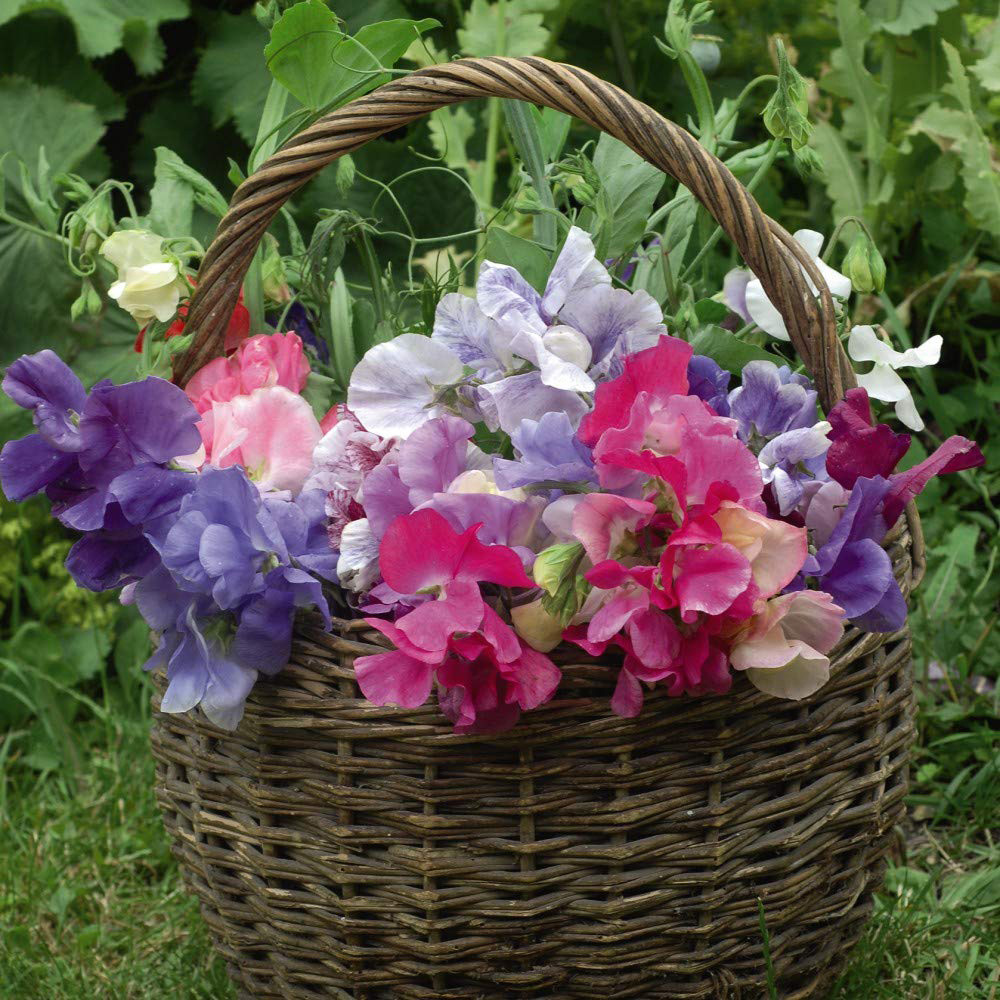Thompson and Morgan Sweet Pea Lathyrus Sweet Dreams Deep Rooted Mixed Plant Plug 6 Pack Image 2