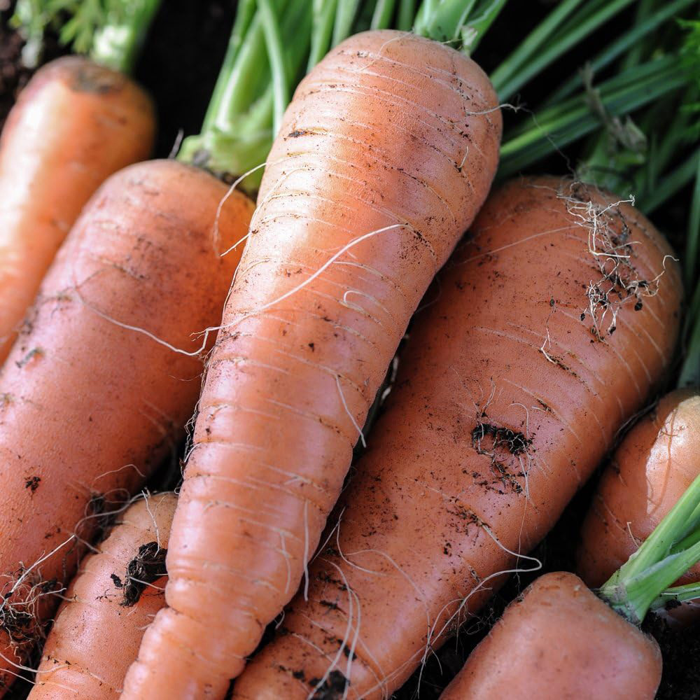 Thompson & Morgan Carrot Autumn King 2 1500 Seeds Packet Image 3